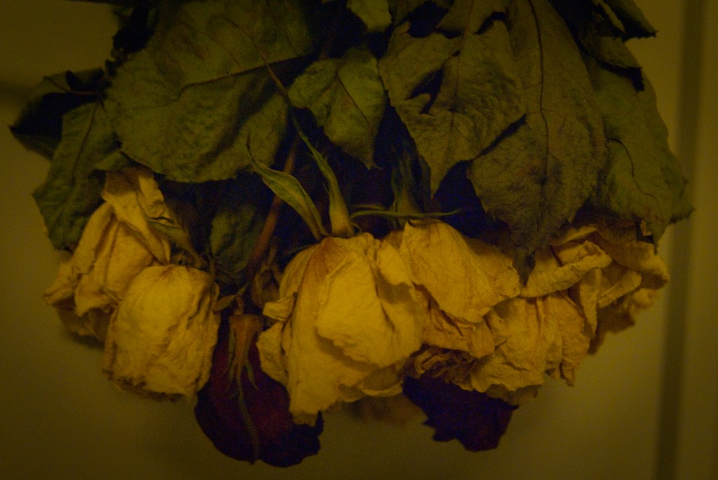 1-AUG-2013: Hanging roses are just about dried and ready to return to a friend who was recently engaged.