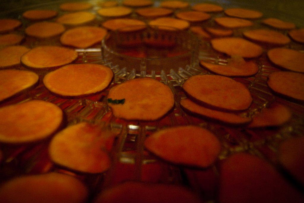 28-OCT-2013: Dehydrating sweet potato chips on the kitchen counter.