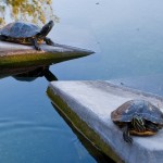 Turtles in the koi pond, Greystone Mansion, January 2012