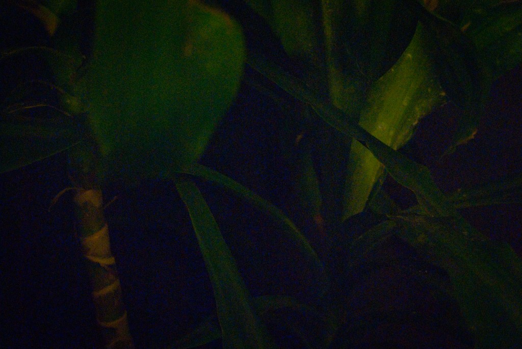 15-JUL-2013: Indoor plant life, late-night style.