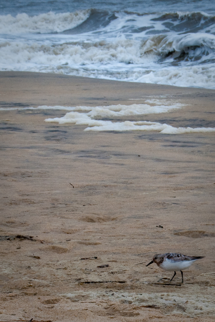 16-AUG-2013: A bird looks for treasure in the salty sands of Virginia Beach.